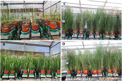 Dynamic physiological response of tef to contrasting water availabilities